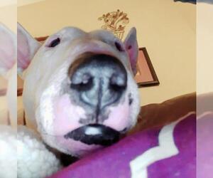 Bull Terrier Dogs for adoption in Indianapolis, IN, USA