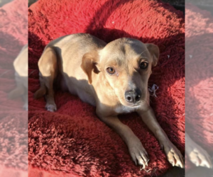 Chihuahua Dogs for adoption in Dana Point, CA, USA