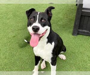 American Pit Bull Terrier-Labrador Retriever Mix Dogs for adoption in Orange, CA, USA