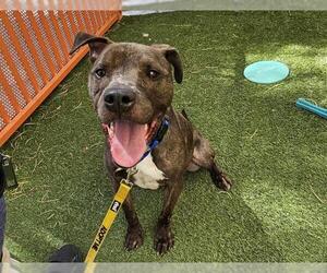 American Pit Bull Terrier-Unknown Mix Dogs for adoption in Las Vegas, NV, USA