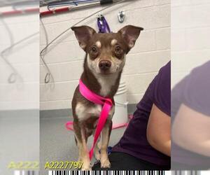 Chihuahua Dogs for adoption in West Palm Beach, FL, USA