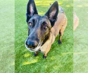 Mutt Dogs for adoption in Imlay City, MI, USA