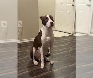 American Staffordshire Terrier-Unknown Mix Dogs for adoption in San Antonio, TX, USA