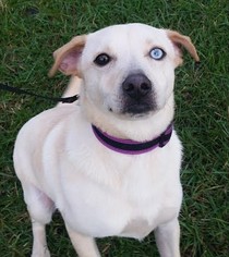 Sheprador Dogs for adoption in Windsor, CA, USA