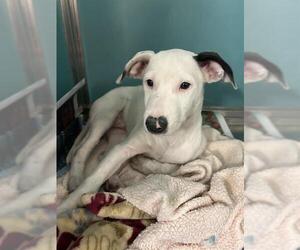 Mutt Dogs for adoption in San Antonio, TX, USA