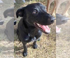 Shepradors Dogs for adoption in San Antonio, TX, USA