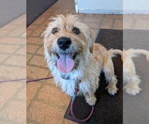 Mutt Dogs for adoption in Cranston, RI, USA