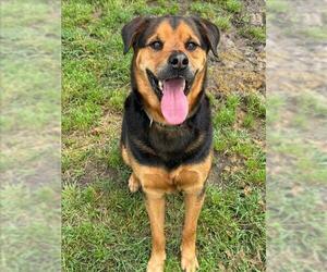 Rottweiler-Unknown Mix Dogs for adoption in Conroe, TX, USA