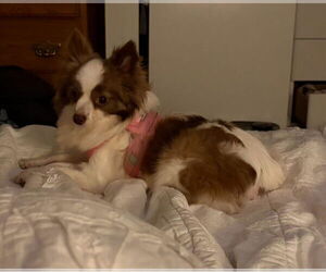 Chihuahua Dogs for adoption in Walnutport, PA, USA