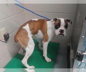 Boxer Dogs for adoption in Waco, TX, USA