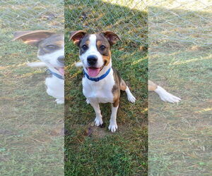 Mutt Dogs for adoption in Bardstown, KY, USA