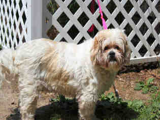 Small Lhasa Apso