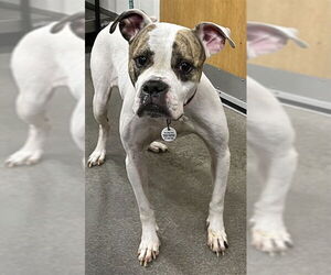 Boxer-Unknown Mix Dogs for adoption in Forestville, MD, USA