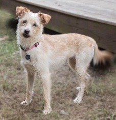 Mutt Dogs for adoption in Ocean View, DE, USA