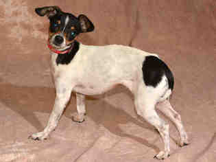 Rat-Cha Dogs for adoption in West Valley, UT, USA