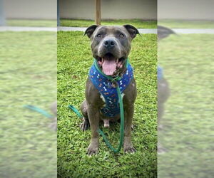 American Pit Bull Terrier Dogs for adoption in St. Cloud, FL, USA