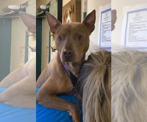 American Pit Bull Terrier-Unknown Mix Dogs for adoption in Amarillo, TX, USA