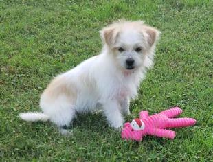 Shih Tzu-Unknown Mix Dogs for adoption in Blakeslee, PA, USA