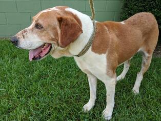 English Foxhound-Unknown Mix Dogs for adoption in Ozark, AL, USA