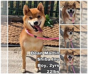 Shiba Inu Dogs for adoption in Seattle, WA, USA