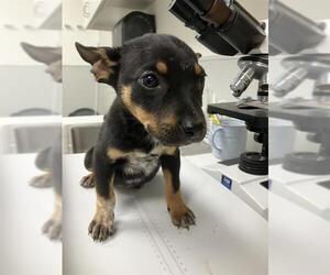 Mutt Dogs for adoption in Rosenberg, TX, USA