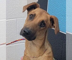 Mutt Dogs for adoption in Canton, CT, USA