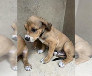 American Pit Bull Terrier-Unknown Mix Dogs for adoption in Oklahoma City, OK, USA