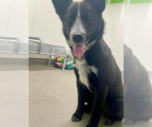 Mutt Dogs for adoption in HESPERIA, CA, USA