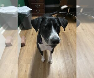 Borador Dogs for adoption in Boston, MA, USA