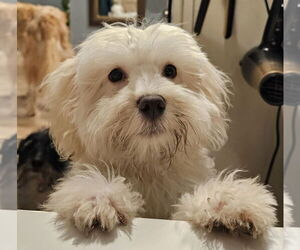 Coton de Tulear Dogs for adoption in New York, NY, USA