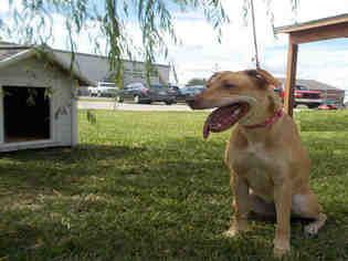 Labrador Retriever-Unknown Mix Dogs for adoption in Rosenberg, TX, USA