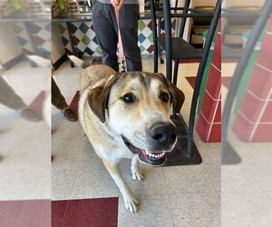 Great Pyrenees-Unknown Mix Dogs for adoption in Plano, TX, USA