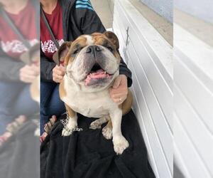 Bulldog Dogs for adoption in Long Beach, CA, USA