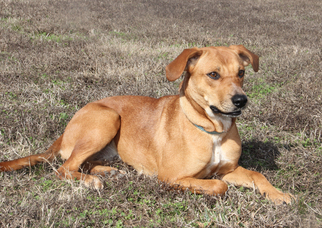 Black Mouth Cur Dogs for adoption in Natchitoches, LA, USA