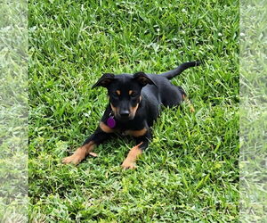 Labrador Retriever-Unknown Mix Dogs for adoption in Royal Palm Beach, FL, USA