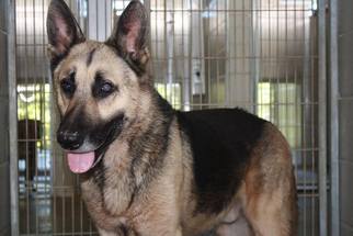 German Shepherd Dog Dogs for adoption in Kohler, WI, USA