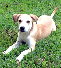 Beagle-Unknown Mix Dogs for adoption in Alvin, TX, USA