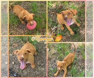 Labrador Retriever-Unknown Mix Dogs for adoption in Blacksburg, SC, USA