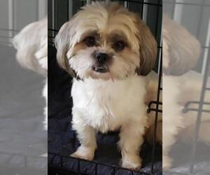 Shih Tzu Dogs for adoption in Austin, TX, USA