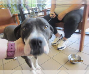 American Pit Bull Terrier Dogs for adoption in Ocala, FL, USA