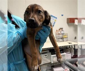 Chihuahua Dogs for adoption in Bakersfield, CA, USA