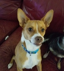 Chug Dogs for adoption in Brownsboro, AL, USA