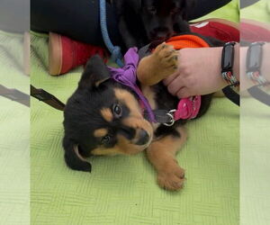 Mutt Dogs for adoption in Lawrenceville, NJ, USA