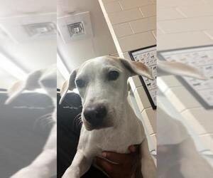 Labrador Retriever-Whippet Mix Dogs for adoption in Corpus Christi, TX, USA