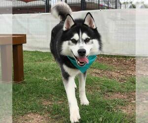 Huskies -Unknown Mix Dogs for adoption in San Antonio, TX, USA