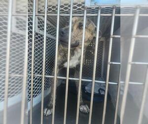 American Pit Bull Terrier Dogs for adoption in Bakersfield, CA, USA