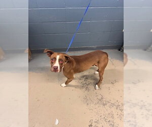Boxer-Unknown Mix Dogs for adoption in Tallahassee, FL, USA