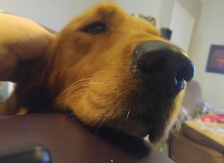 Golden Retriever Dogs for adoption in Holden, MO, USA