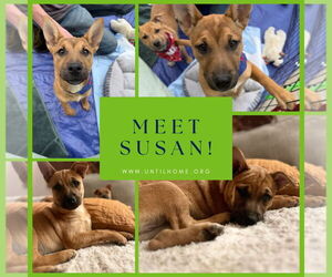 Mutt Dogs for adoption in Fort Collins, CO, USA