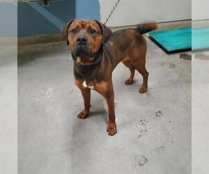 Rottweiler-Unknown Mix Dogs for adoption in Camarillo, CA, USA